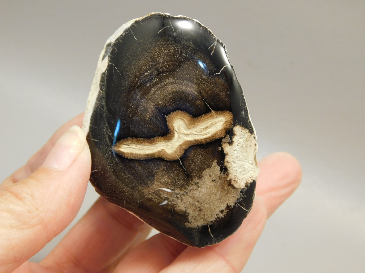 Petrified Wood Polished Limb McDermitt Oregon #OMDO2