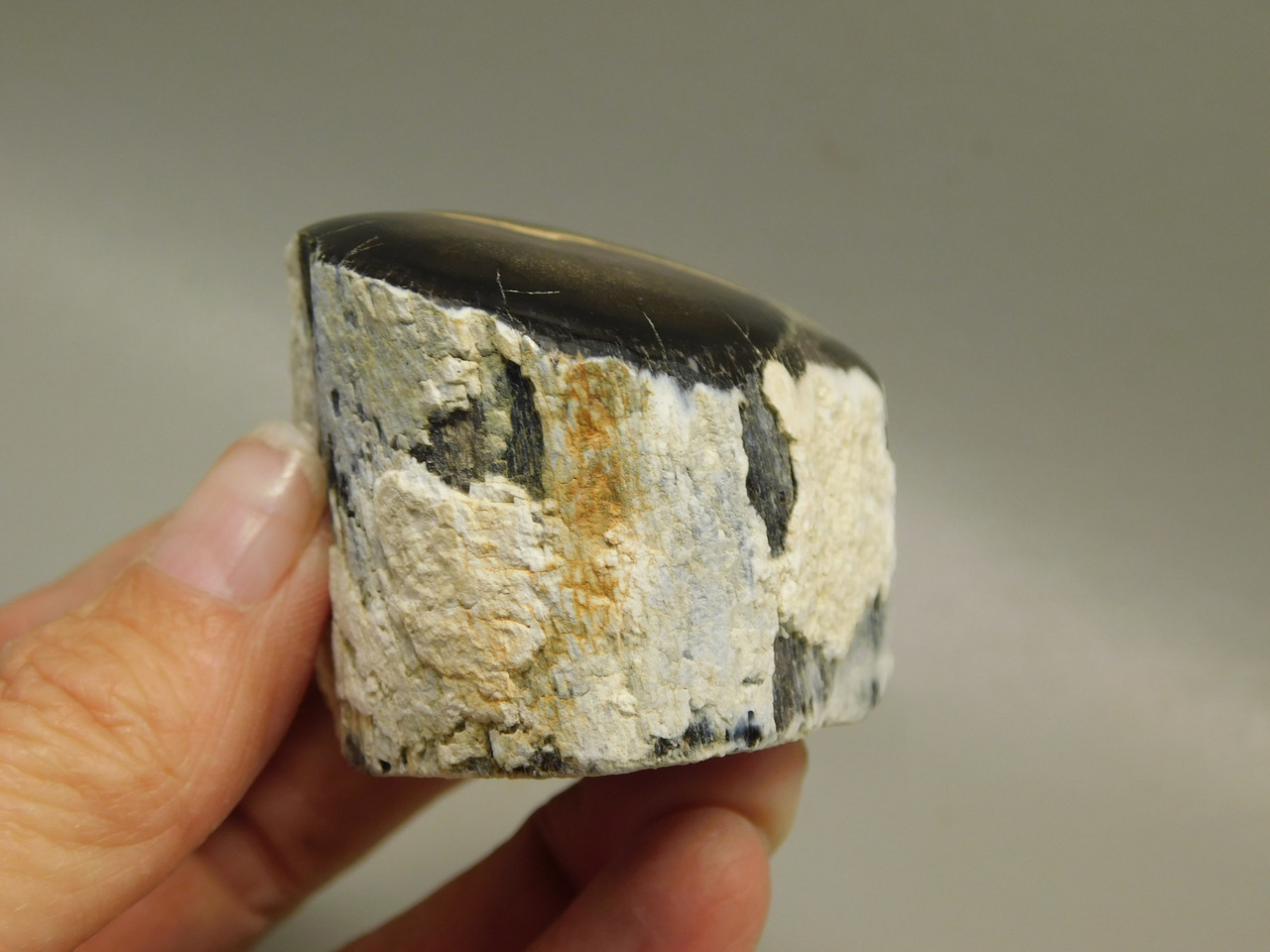 Petrified Wood Polished Limb McDermitt Oregon #OMDO2