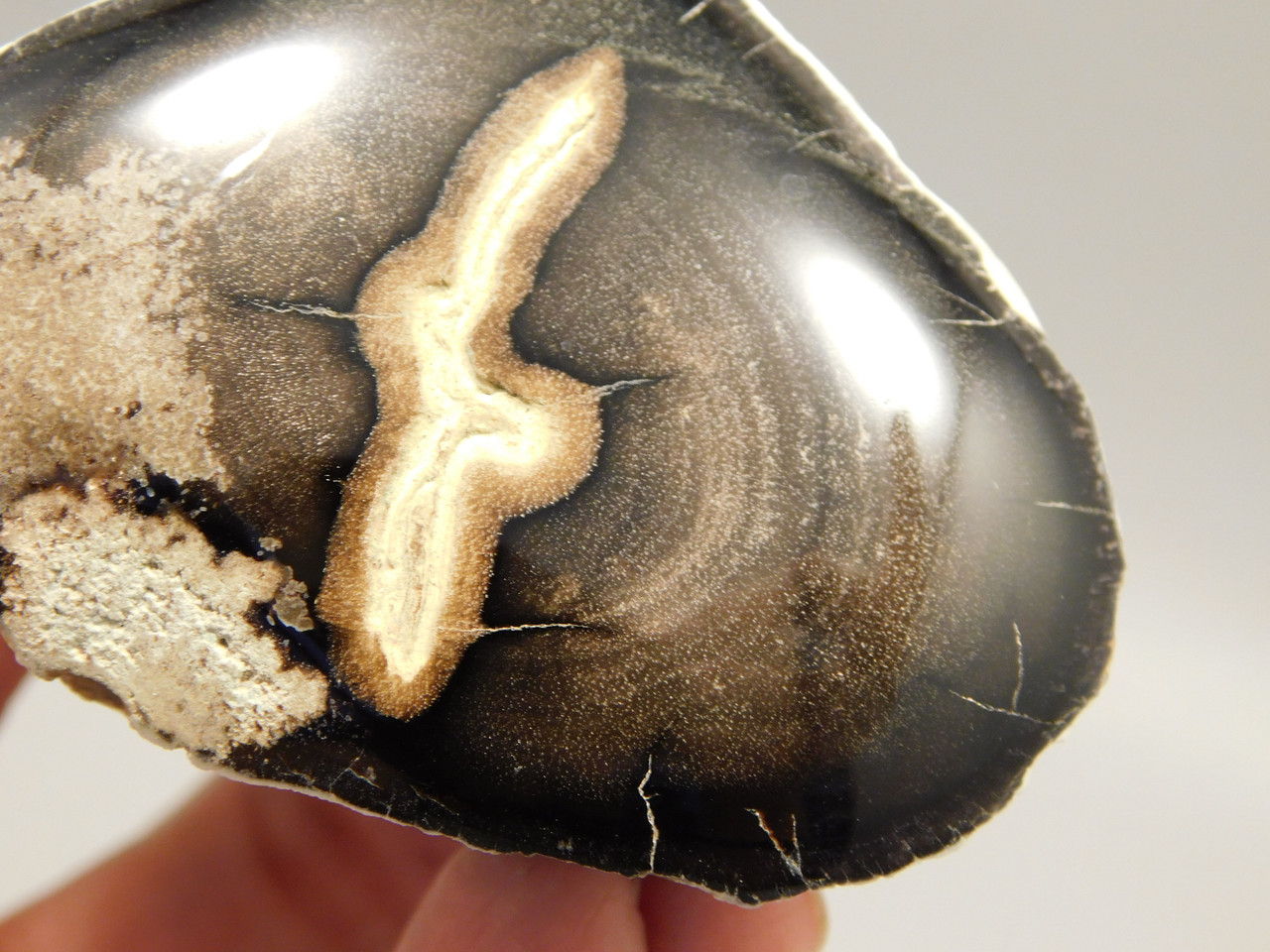 Petrified Wood Polished Limb McDermitt Oregon #OMDO2