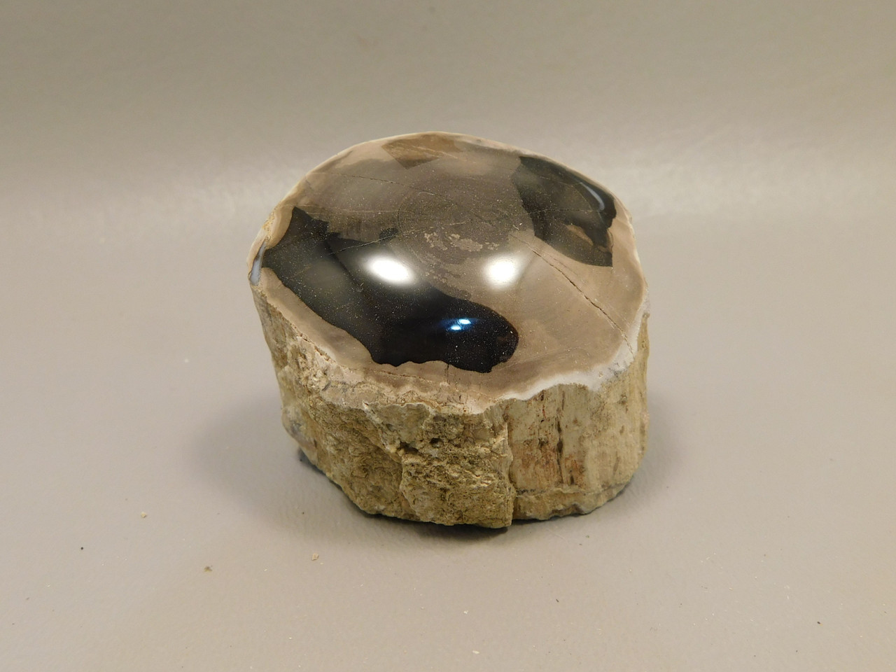 Petrified Wood Polished Limb McDermitt Oregon #OMDO5