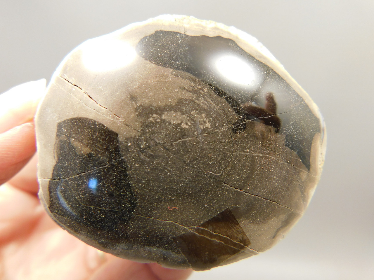 Petrified Wood Polished Limb McDermitt Oregon #OMDO5