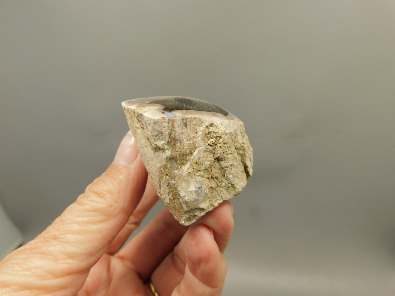 Petrified Wood Polished Limb McDermitt Oregon #OMDO5