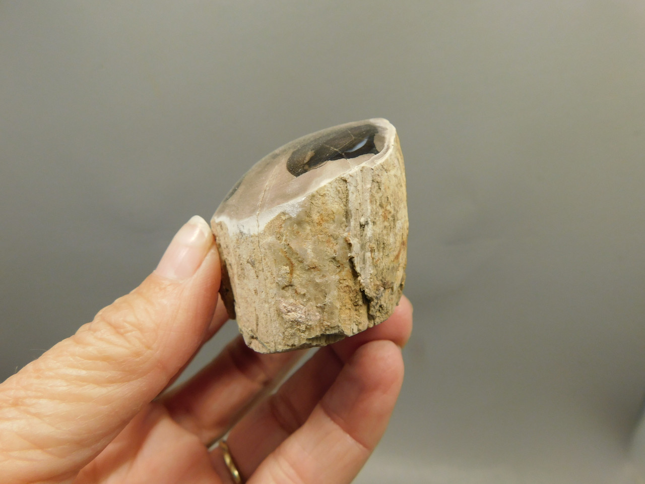 Petrified Wood Polished Limb McDermitt Oregon #OMDO5