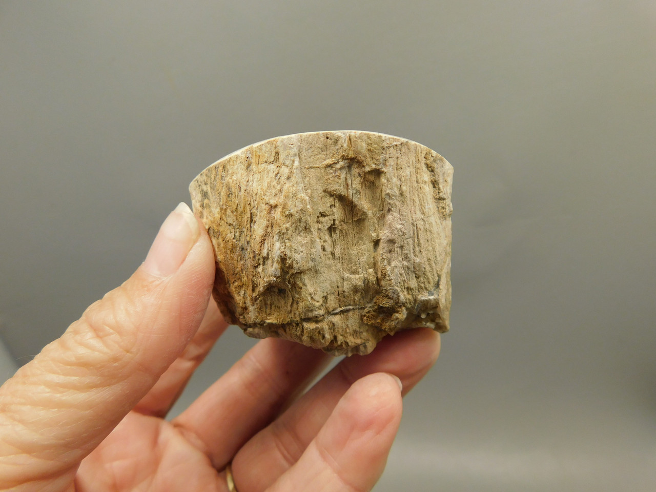 Petrified Wood Polished Limb McDermitt Oregon #OMDO5