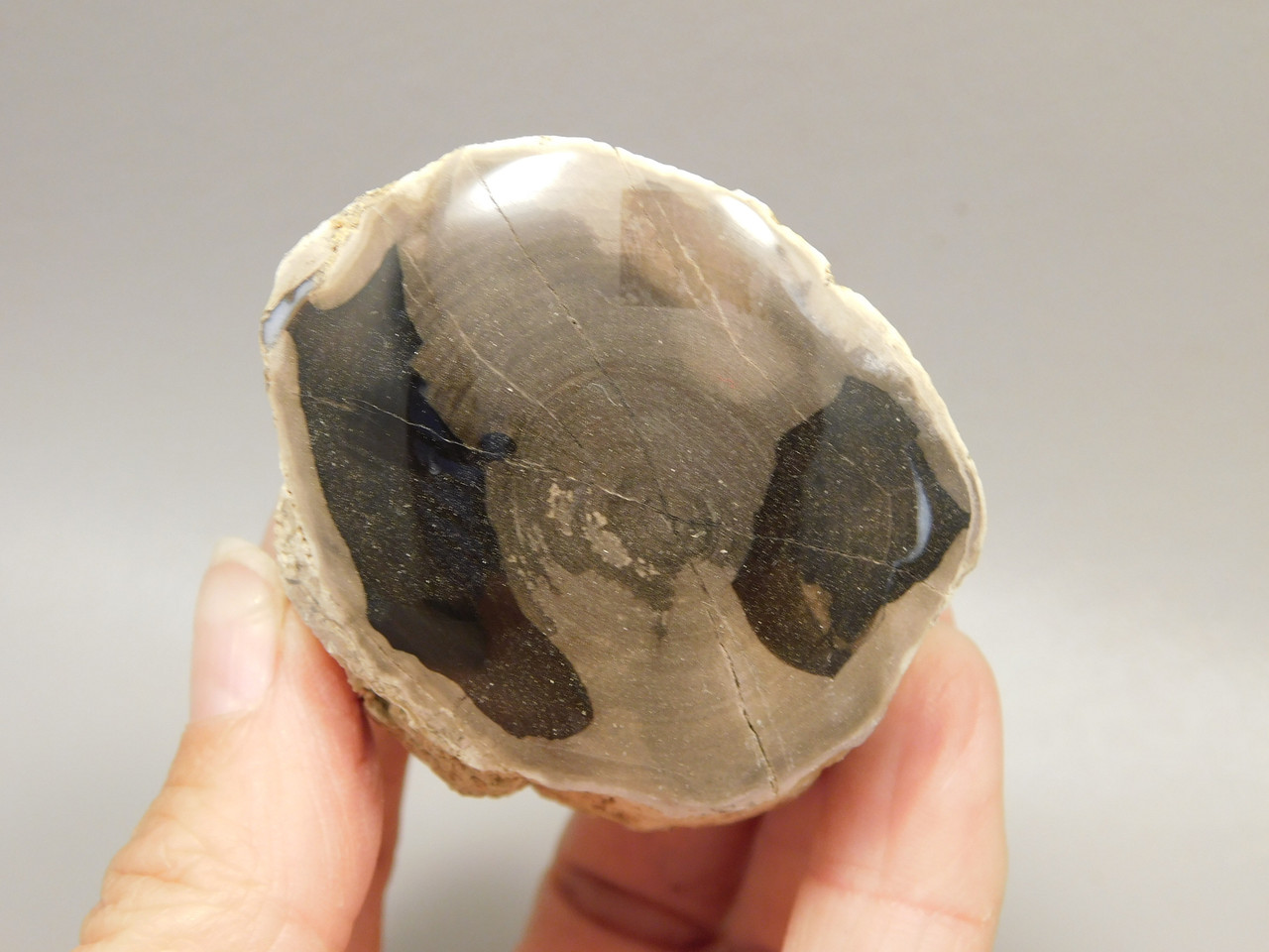 Petrified Wood Polished Limb McDermitt Oregon #OMDO5