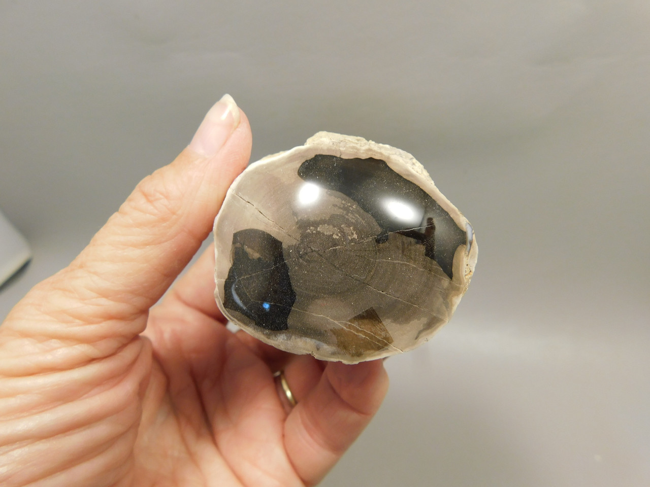 Petrified Wood Polished Limb McDermitt Oregon #OMDO5