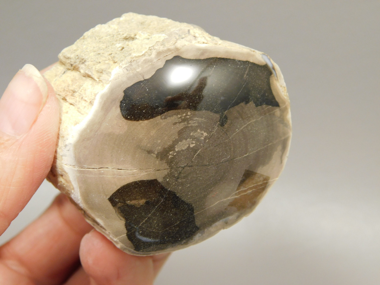 Petrified Wood Polished Limb McDermitt Oregon #OMDO5