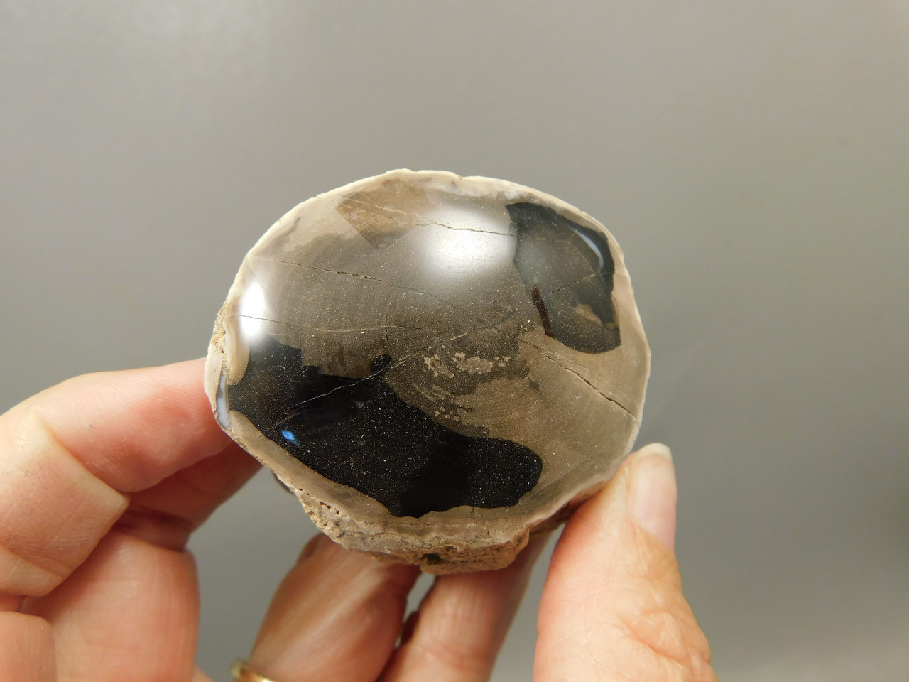 Petrified Wood Polished Limb McDermitt Oregon #OMDO5