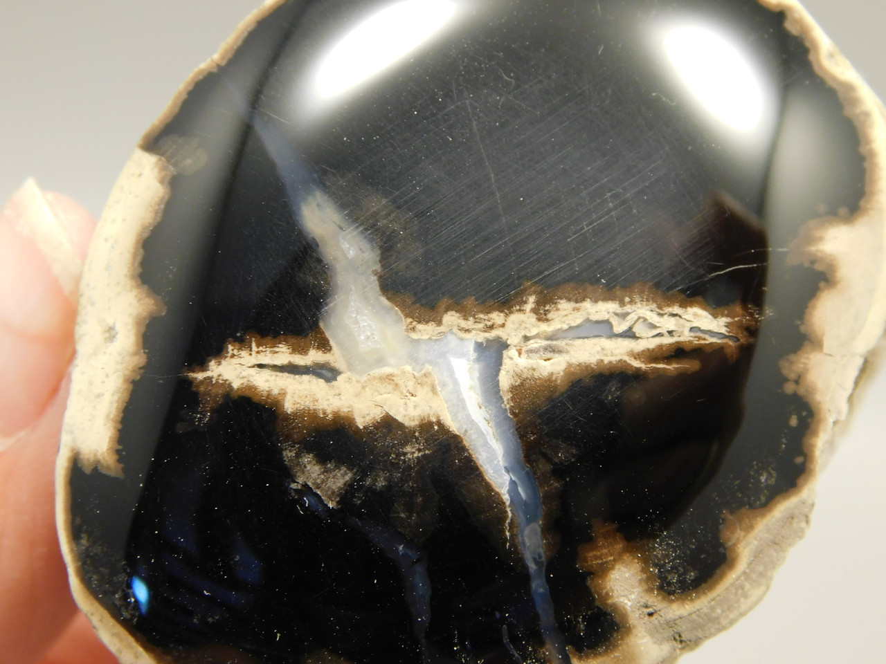 Petrified Wood Polished Limb McDermitt Oregon #OMDO6