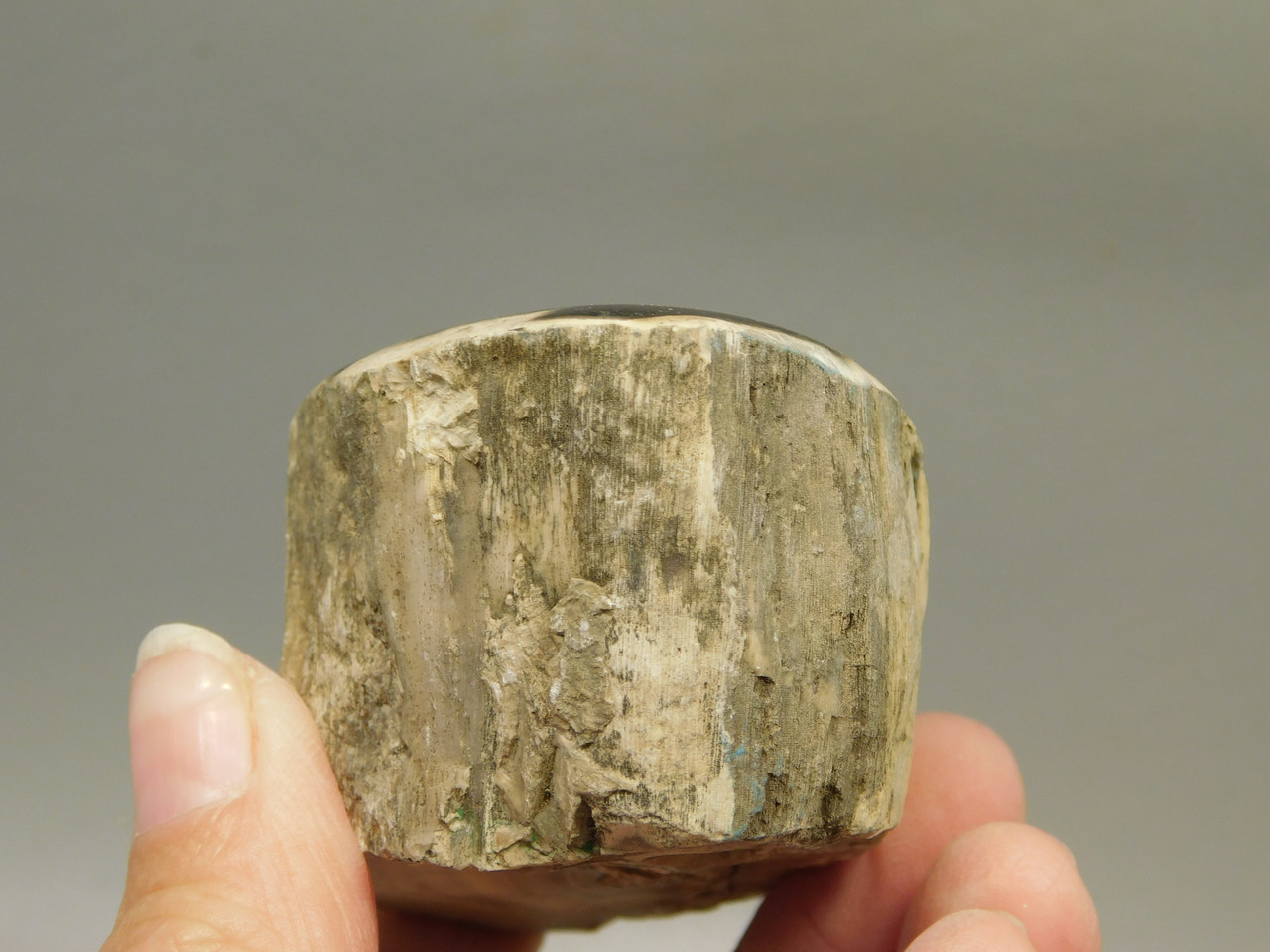 Petrified Wood Polished Limb McDermitt Oregon #OMDO6