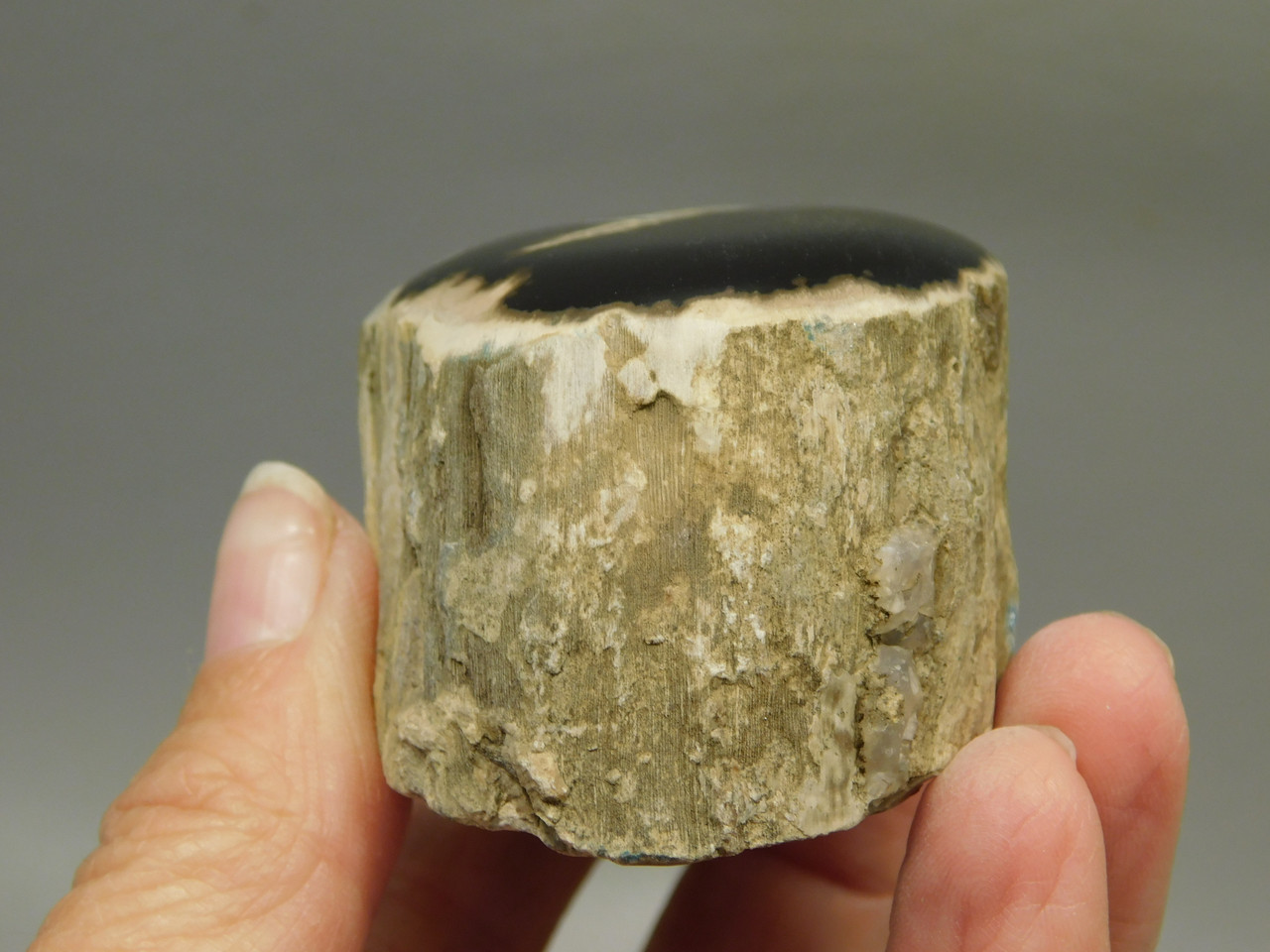 Petrified Wood Polished Limb McDermitt Oregon #OMDO6