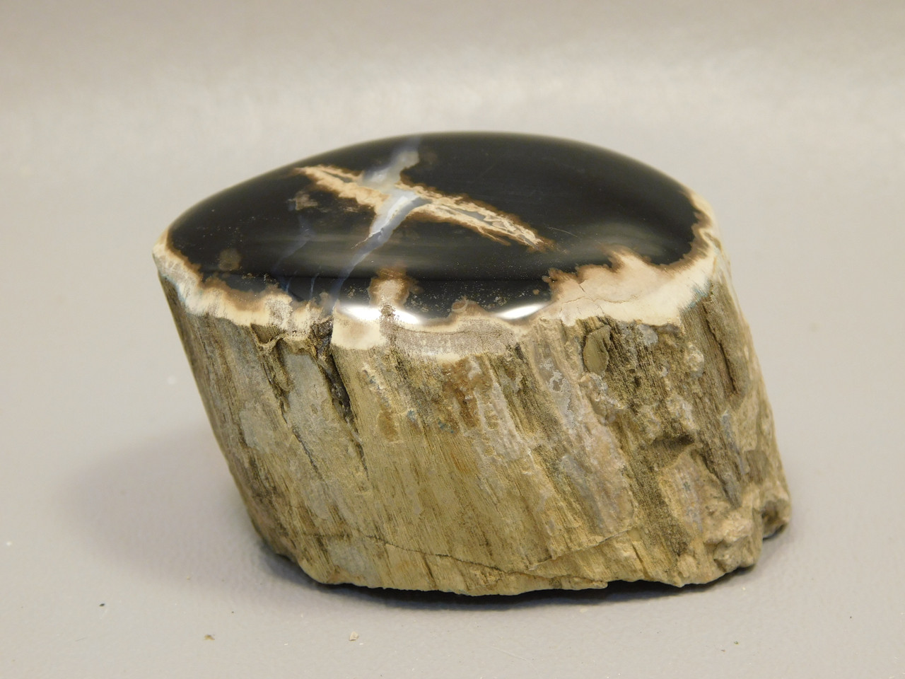 Petrified Wood Polished Limb McDermitt Oregon #OMDO6