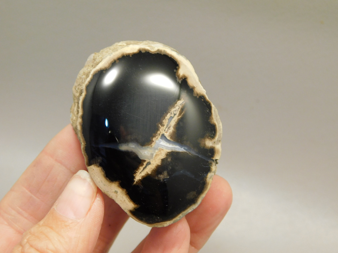 Petrified Wood Polished Limb McDermitt Oregon #OMDO6