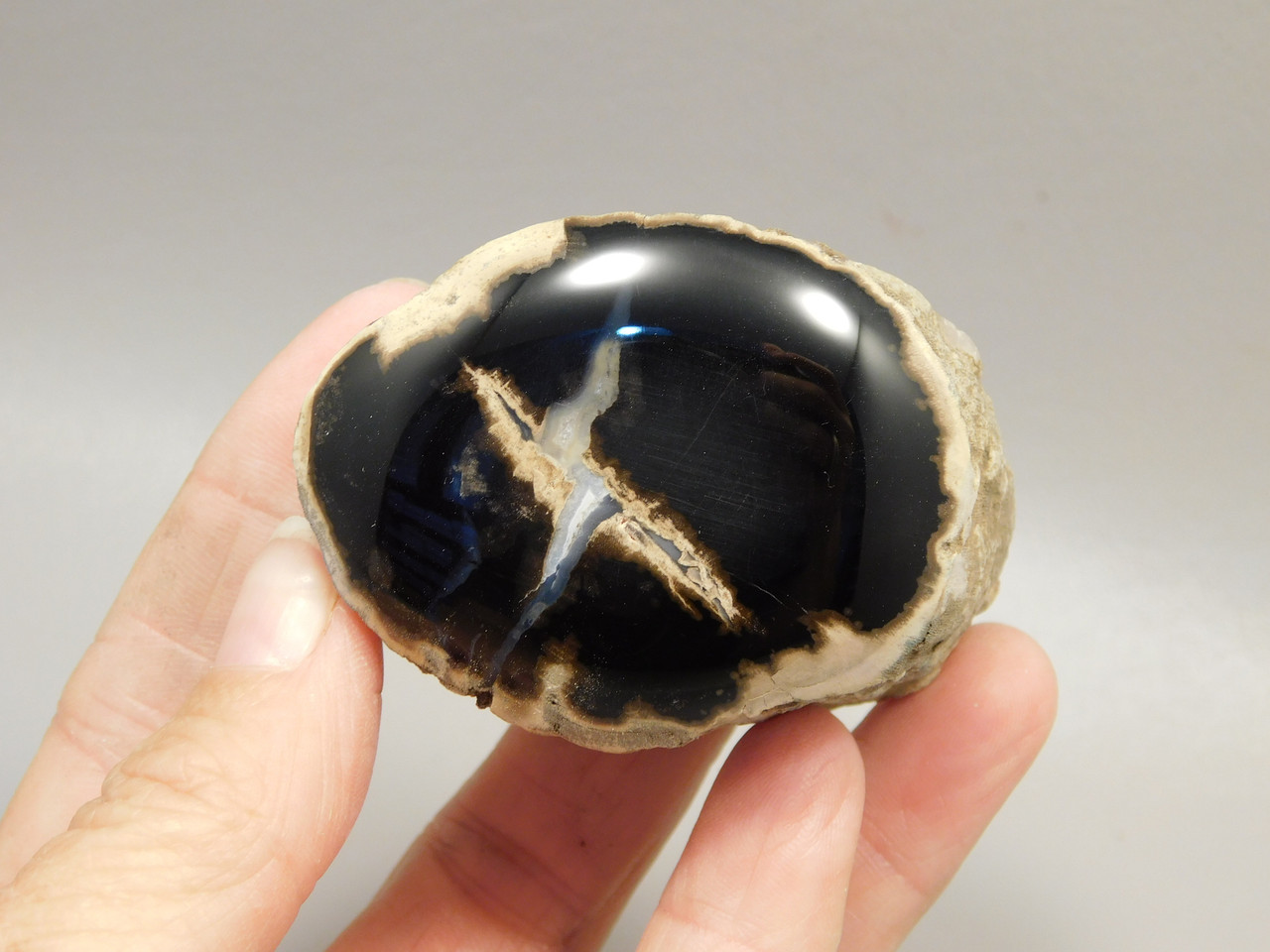 Petrified Wood Polished Limb McDermitt Oregon #OMDO6