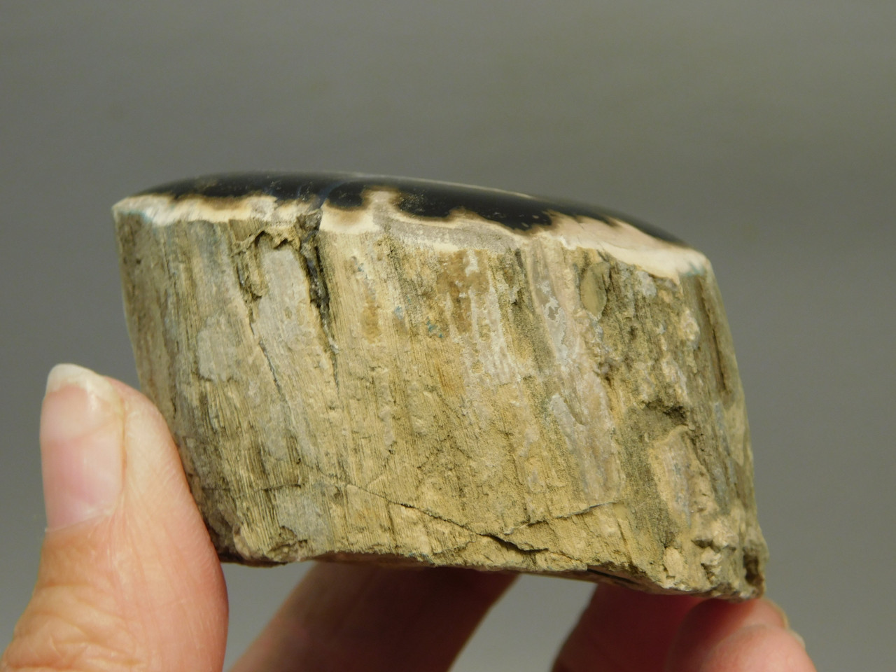 Petrified Wood Polished Limb McDermitt Oregon #OMDO6