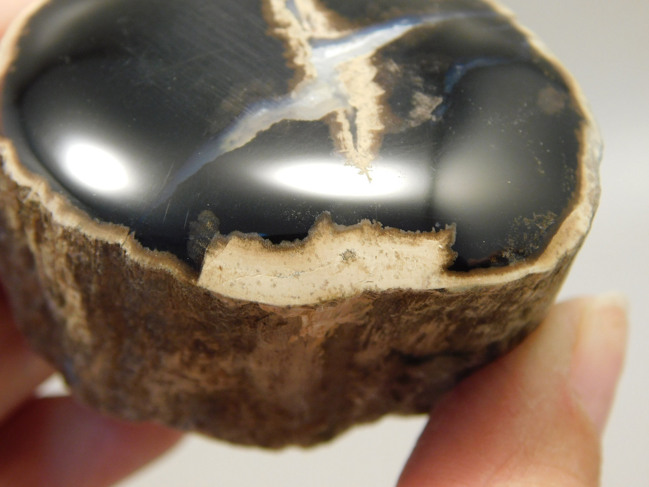 Petrified Wood Polished Limb McDermitt Oregon #OMDO6