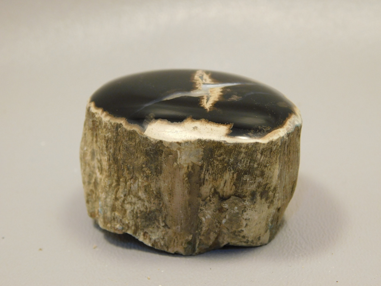 Petrified Wood Polished Limb McDermitt Oregon #OMDO6