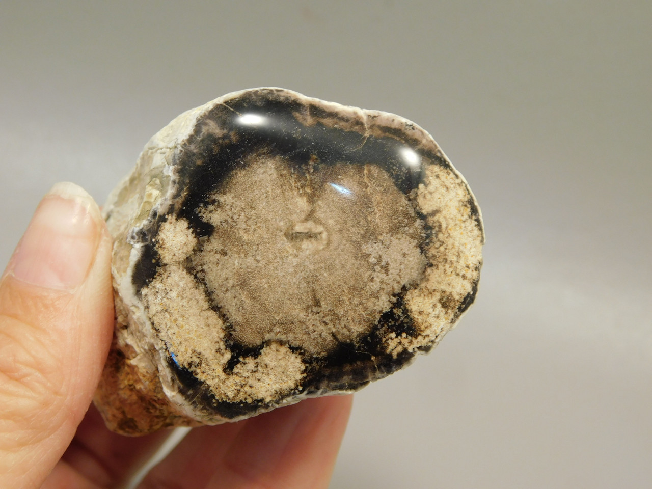 Petrified Wood Polished Limb McDermitt Oregon #OMDO7