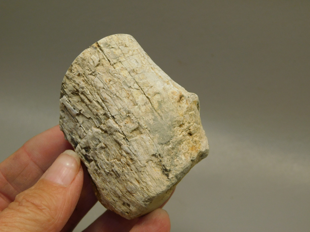 Petrified Wood Polished Limb McDermitt Oregon #OMDO7