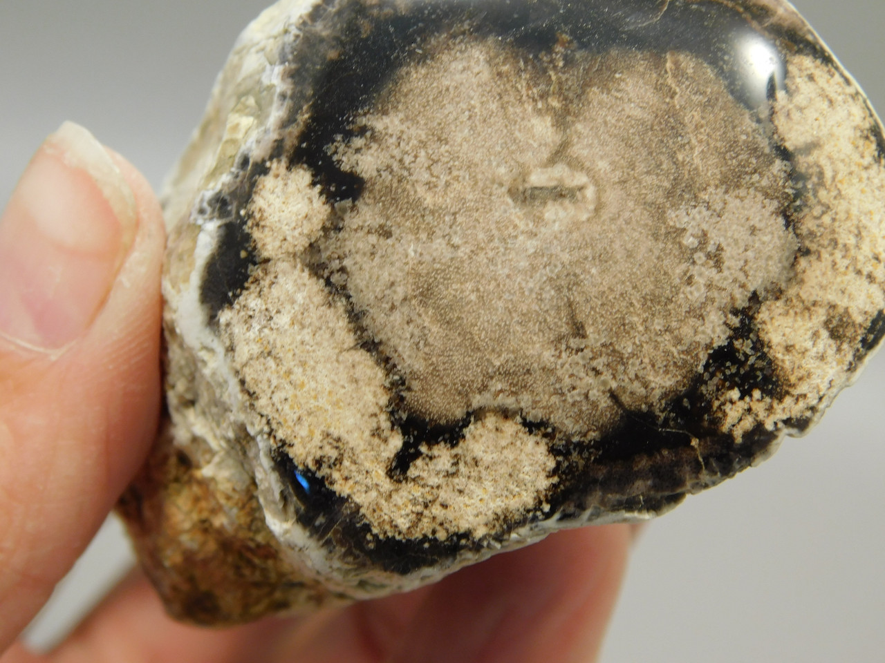 Petrified Wood Polished Limb McDermitt Oregon #OMDO7