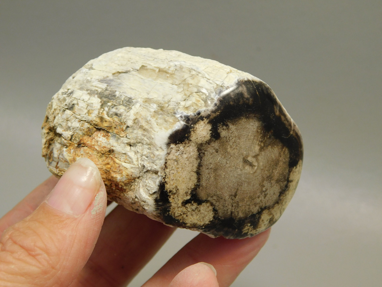 Petrified Wood Polished Limb McDermitt Oregon #OMDO7