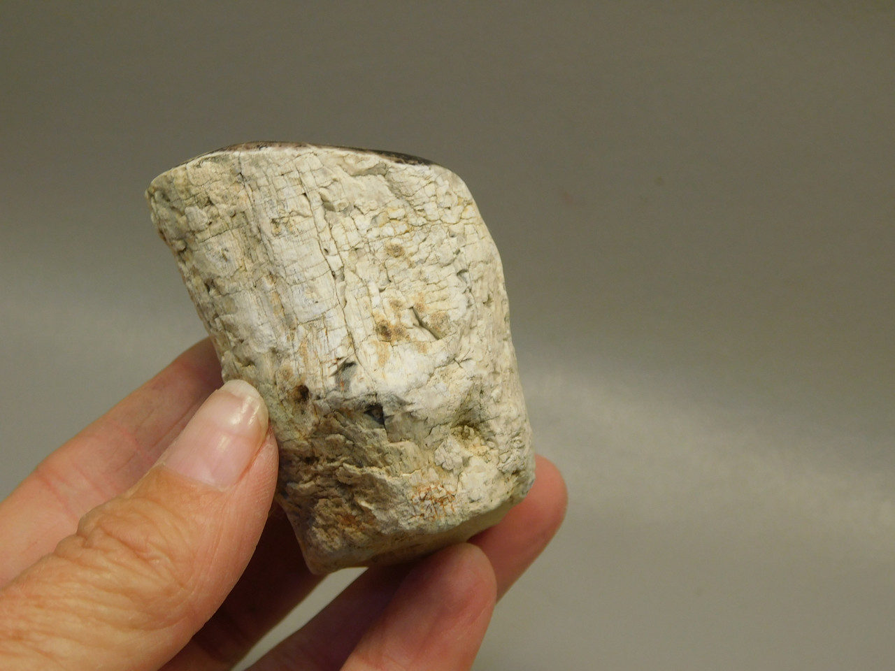 Petrified Wood Polished Limb McDermitt Oregon #OMDO7