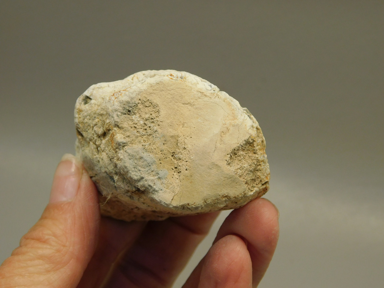 Petrified Wood Polished Limb McDermitt Oregon #OMDO7