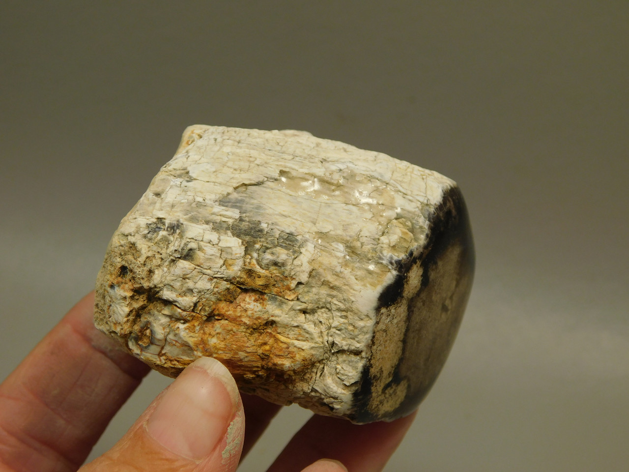 Petrified Wood Polished Limb McDermitt Oregon #OMDO7