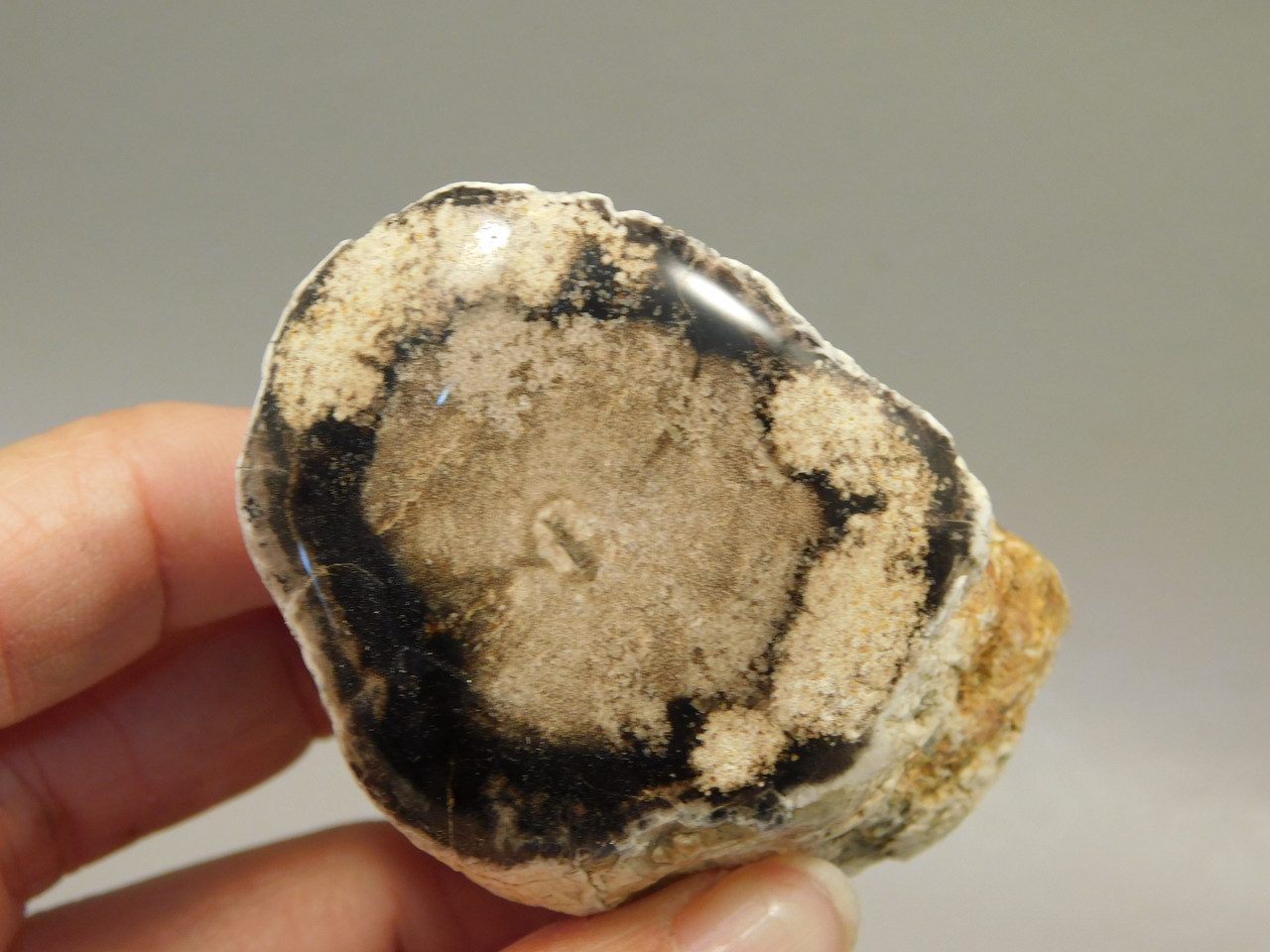 Petrified Wood Polished Limb McDermitt Oregon #OMDO7