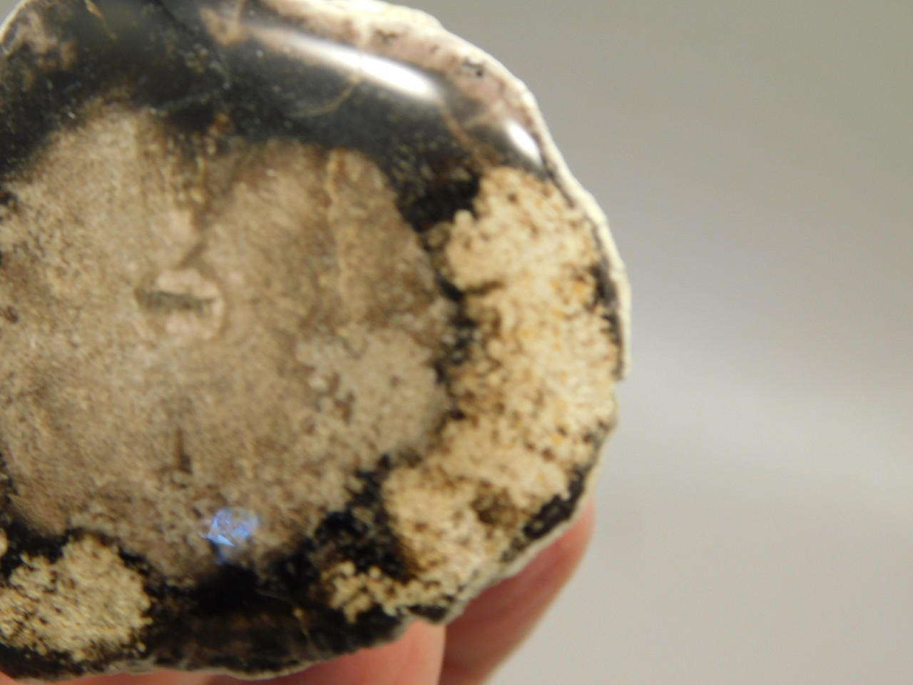 Petrified Wood Polished Limb McDermitt Oregon #OMDO7