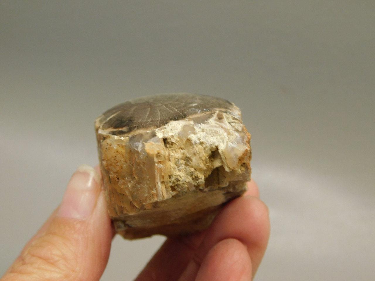 Petrified Wood Polished Limb McDermitt Oregon #OMDO8