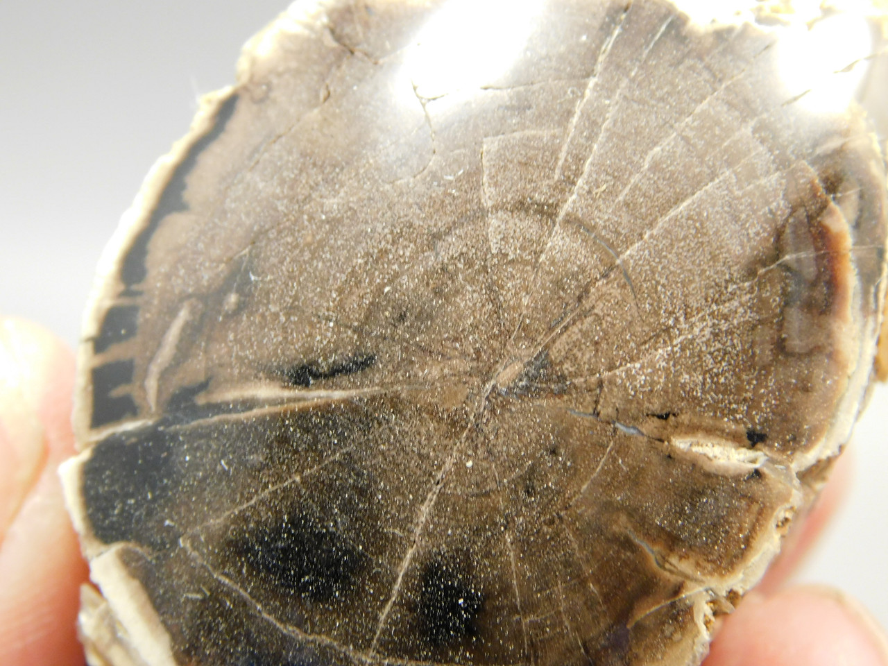 Petrified Wood Polished Limb McDermitt Oregon #OMDO8
