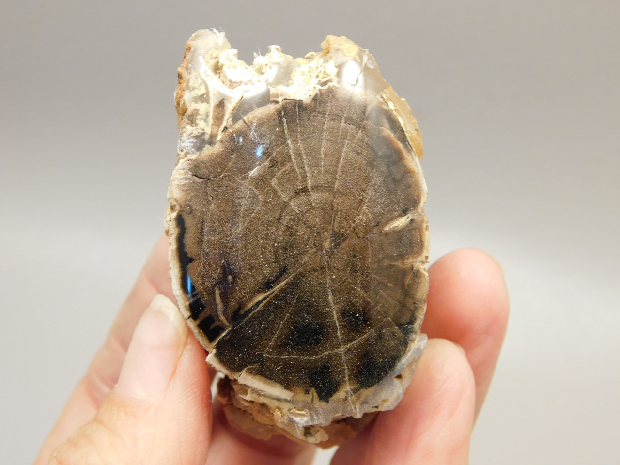 Petrified Wood Polished Limb McDermitt Oregon #OMDO8