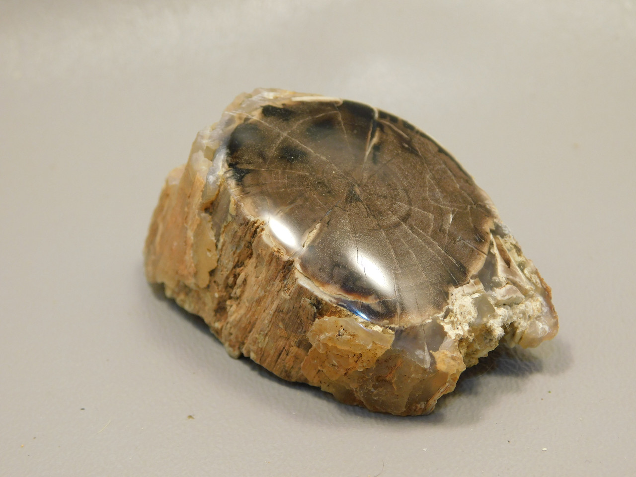 Petrified Wood Polished Limb McDermitt Oregon #OMDO8