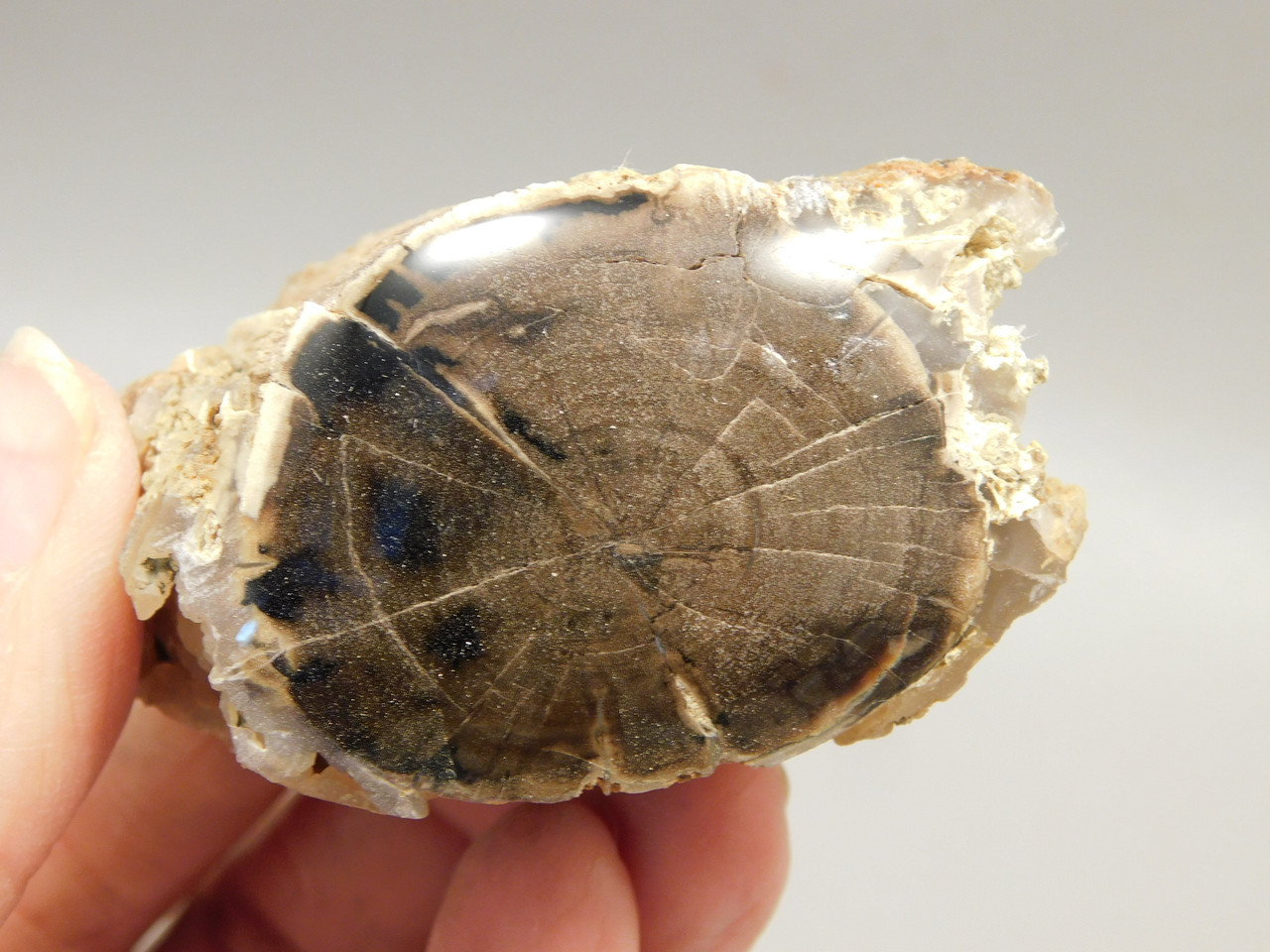 Petrified Wood Polished Limb McDermitt Oregon #OMDO8