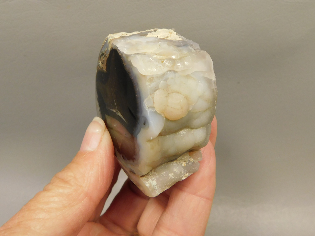 Petrified Wood Polished Limb Blue Forest Eden Valley Wyoming #OEV3