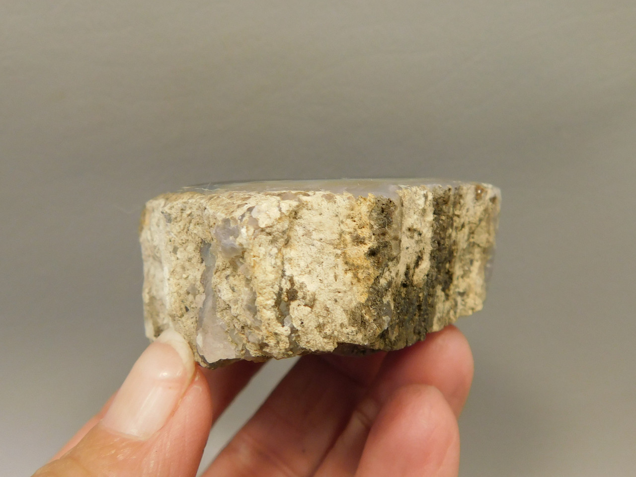 Petrified Wood Polished Limb Blue Forest Eden Valley Wyoming #OEV3