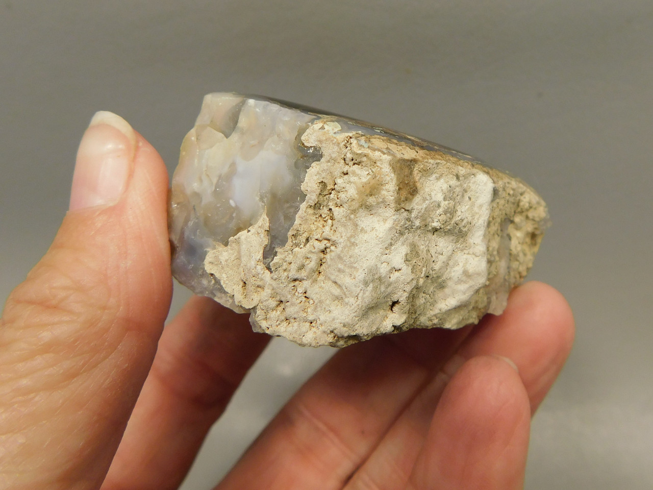 Petrified Wood Polished Limb Blue Forest Eden Valley Wyoming #OEV3