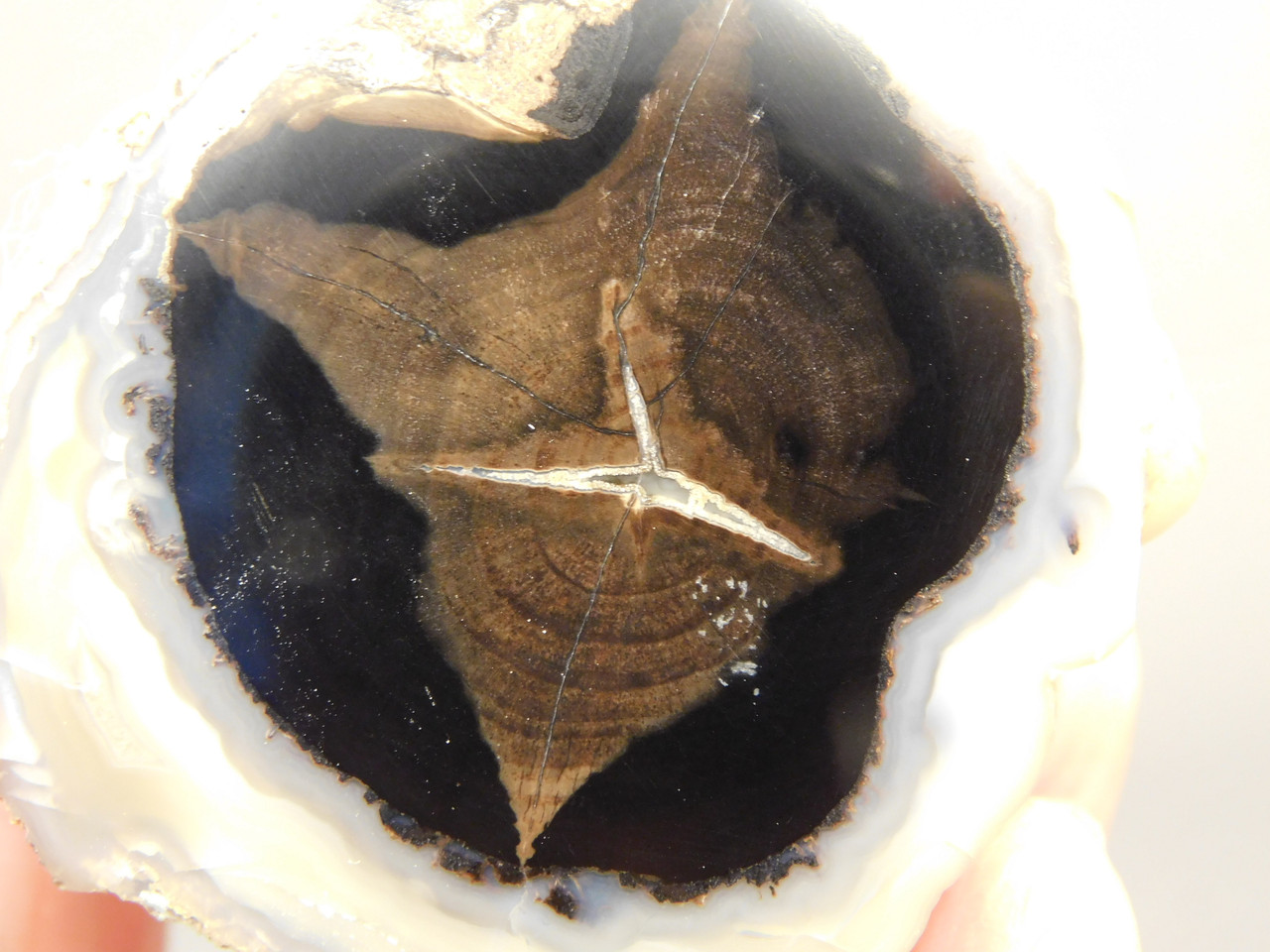 Petrified Wood Polished Limb Blue Forest Eden Valley Wyoming #OEV3