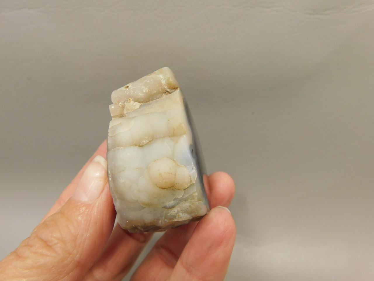 Petrified Wood Polished Limb Blue Forest Eden Valley Wyoming #OEV3