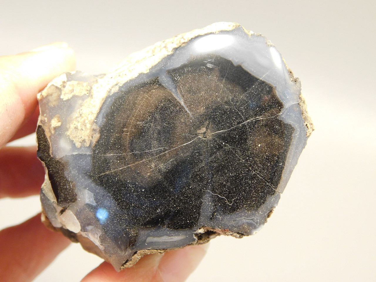 Petrified Wood Polished Limb Blue Forest Eden Valley Wyoming #OEV4
