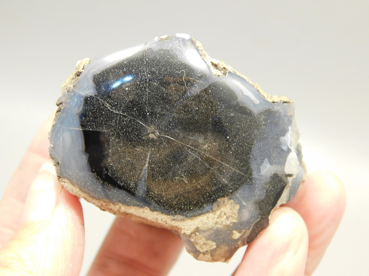 Petrified Wood Polished Limb Blue Forest Eden Valley Wyoming #OEV4