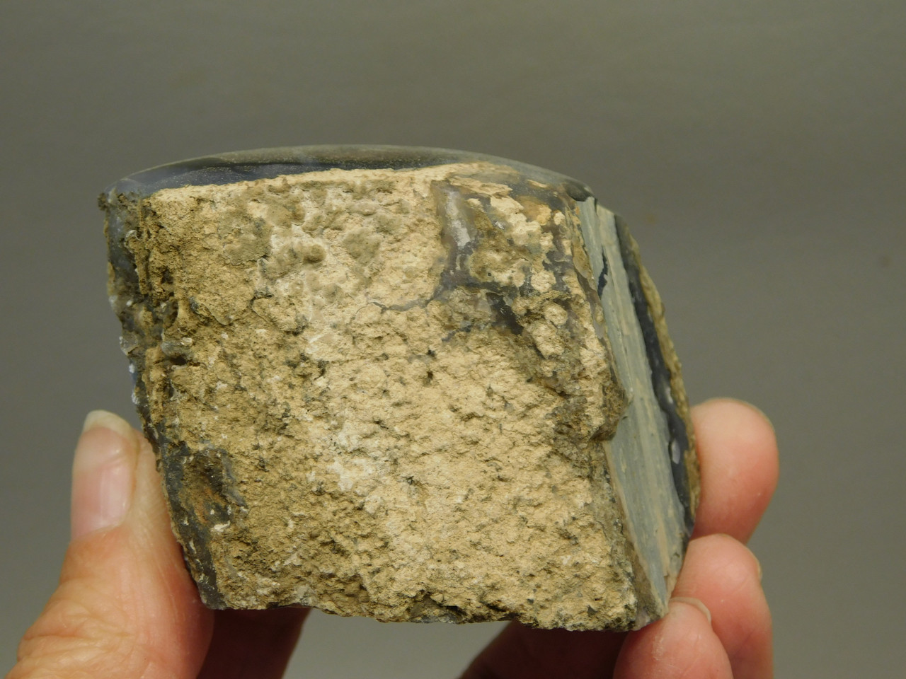 Petrified Wood Polished Limb Blue Forest Eden Valley Wyoming #OEV4