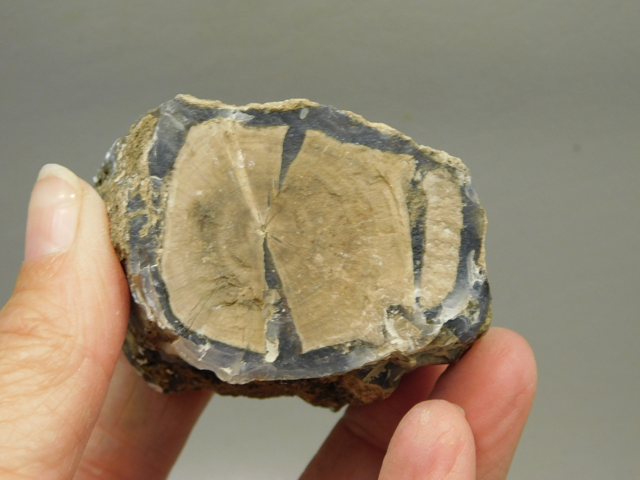 Petrified Wood Polished Limb Blue Forest Eden Valley Wyoming #OEV4