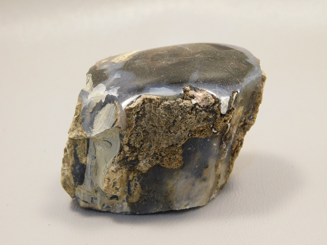 Petrified Wood Polished Limb Blue Forest Eden Valley Wyoming #OEV4