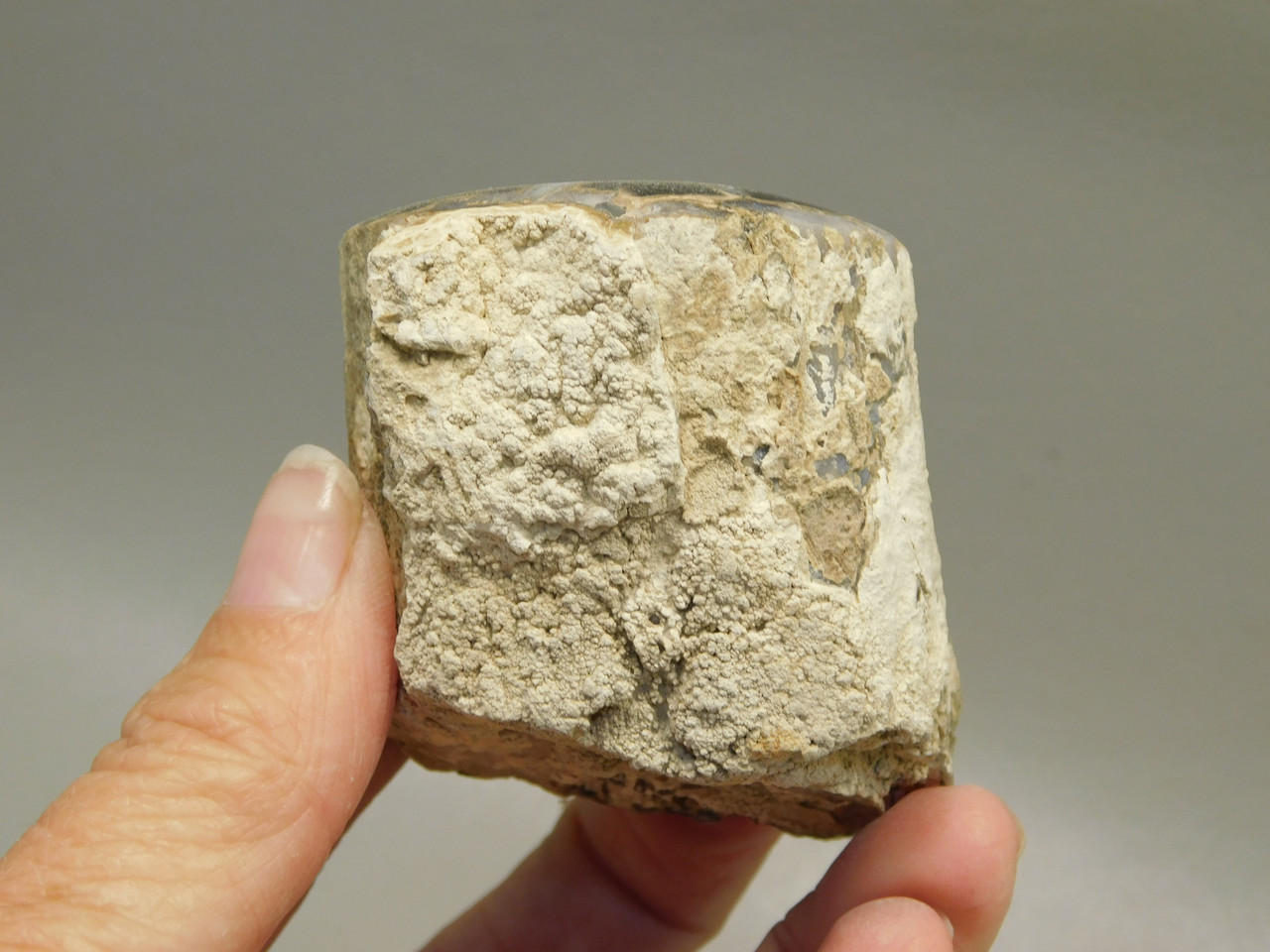 Petrified Wood Polished Limb Blue Forest Eden Valley Wyoming #OEV5