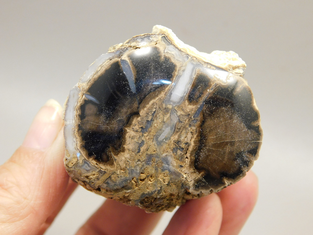 Petrified Wood Polished Limb Blue Forest Eden Valley Wyoming #OEV5