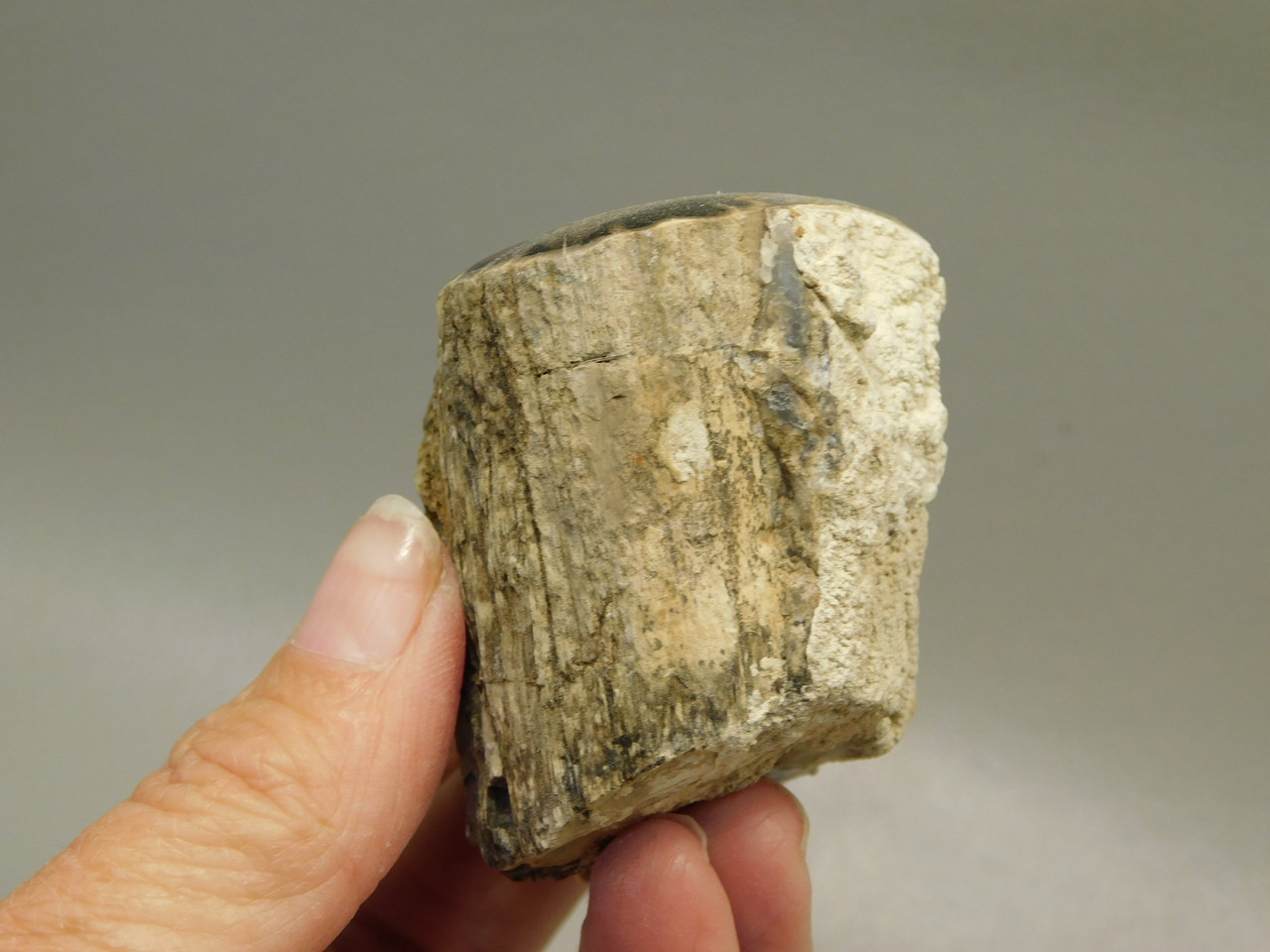 Petrified Wood Polished Limb Blue Forest Eden Valley Wyoming #OEV5