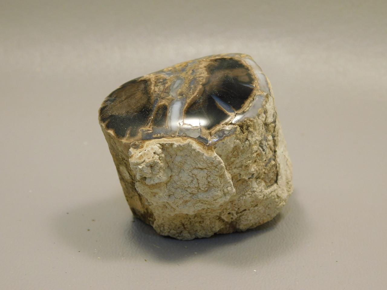 Petrified Wood Polished Limb Blue Forest Eden Valley Wyoming #OEV5