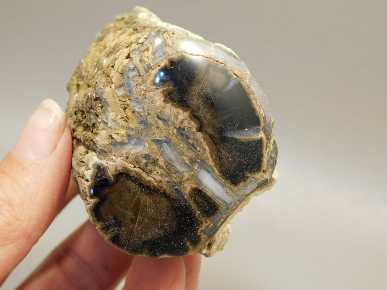 Petrified Wood Polished Limb Blue Forest Eden Valley Wyoming #OEV5